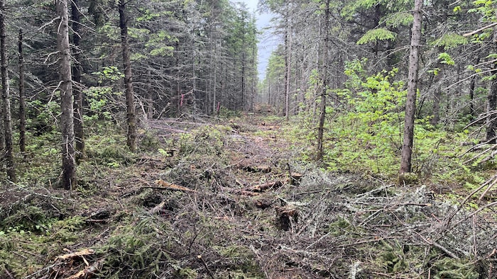 Une plantation de résineux sur la ZEC du Bas-Saint-Laurent.