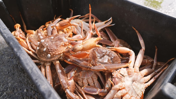Un bac noir chargé de crabes des neiges fraîchement pêchés. 