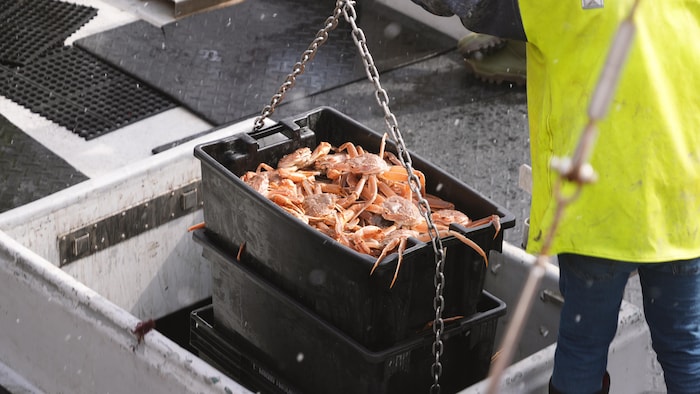 Débarquement de crabe des neiges.