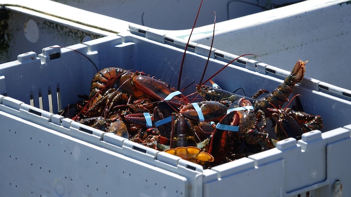 Pêche au homard : des perspectives fragilisées pour 2026 | Radio-Canada