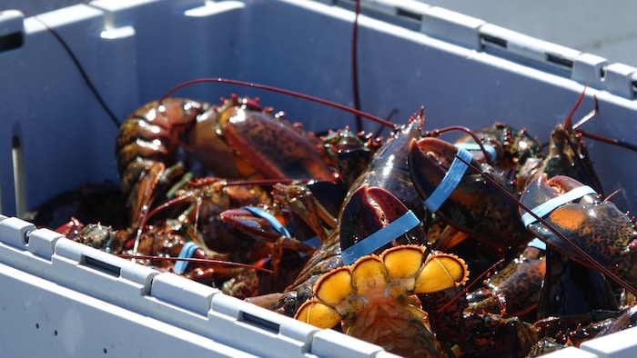 Des homards dans un bac de plastique.