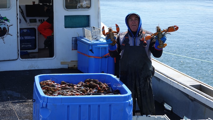 Un aide-pêcheur tient deux homards derrière un bac plein de crustacés.