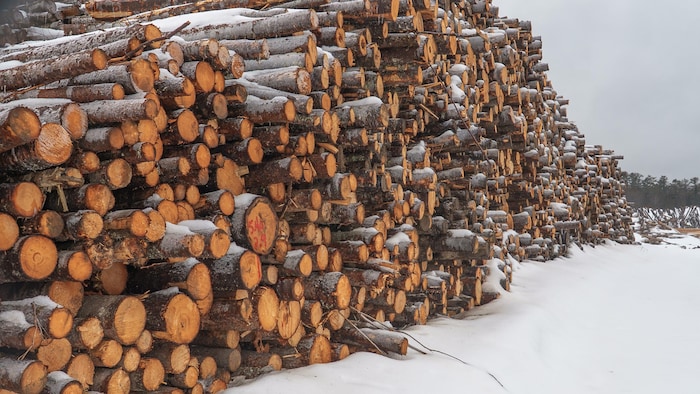 Des billots de bois, l’hiver.