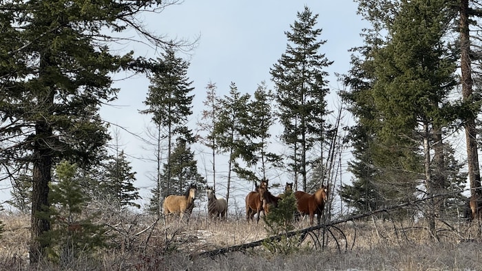Des chevaux sauvages.