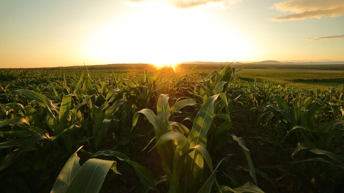 Un champ agricole au Soleil couchant