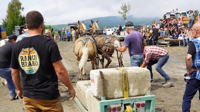 Des blocs de béton sur un traîneau sont tirés par deux chevaux, retenus par les rênes par un homme.