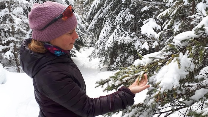 Une femme tient la branche d'une épinette blanche à la forêt Montmorency, en hiver.