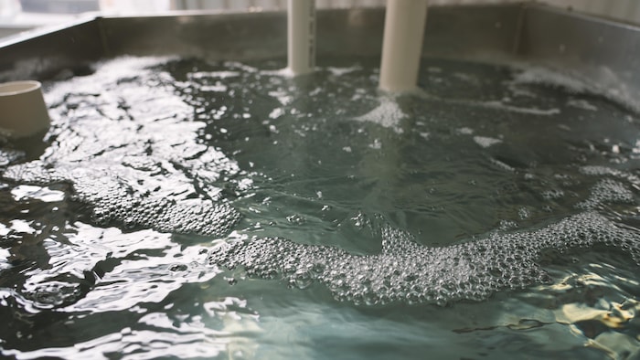 Eau d'érable dans une cuve.