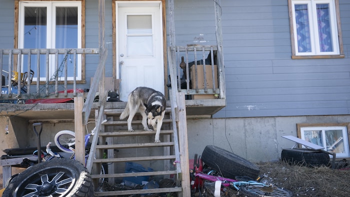 Un chien devant une maison en mauvais état.