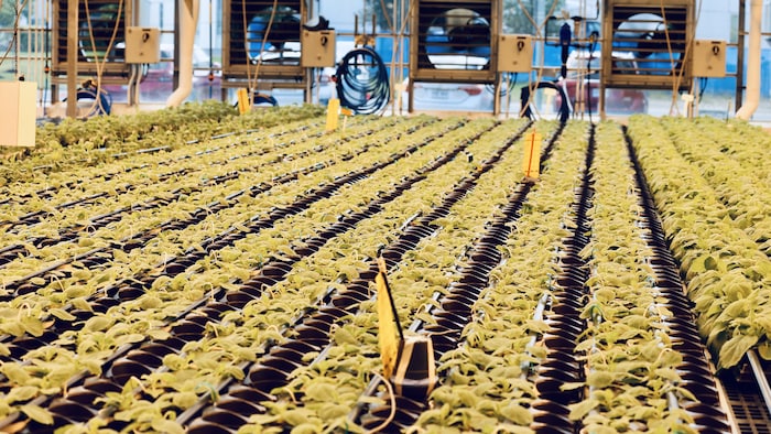 Intérieur d'une serre de l'entreprise Medicago