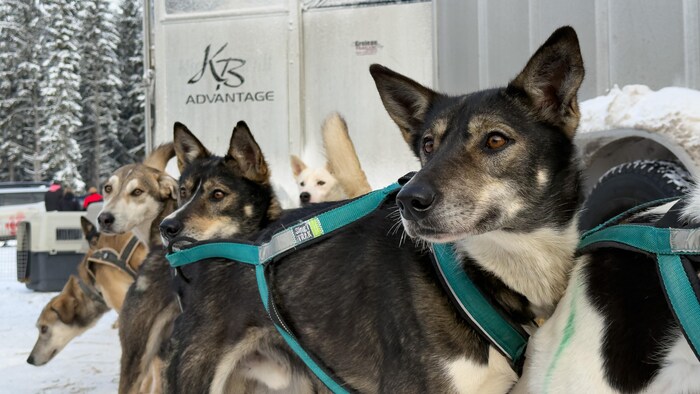 Des chiens attelés.