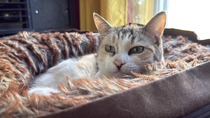 Un chat couché dans son lit.