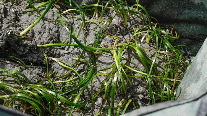 L'herbe marine fraîchement cueillie dans un bac.