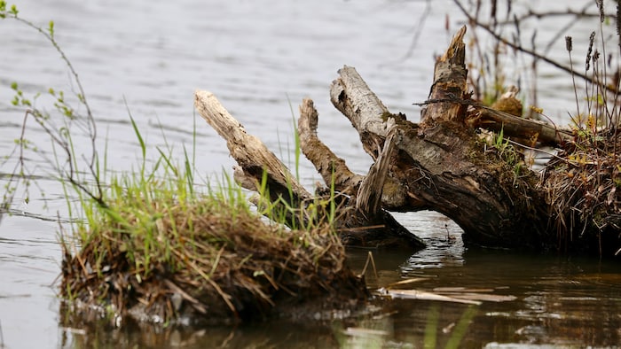 Du gazon et de l'eau dans le lac Saint-Charles