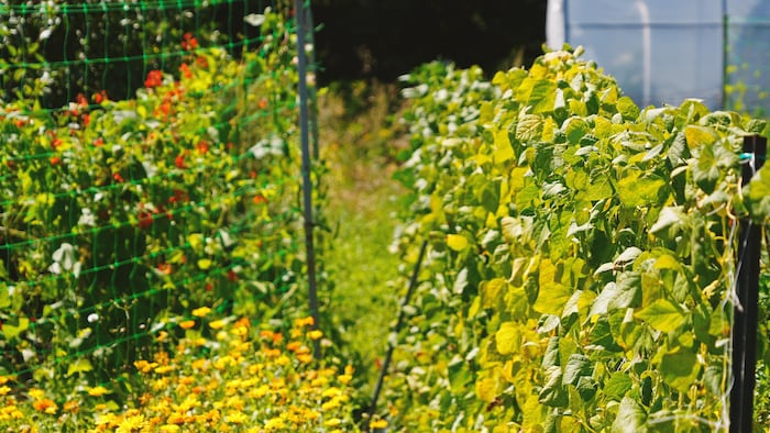 Le champ de légumes du Maraîcher d'en haut.