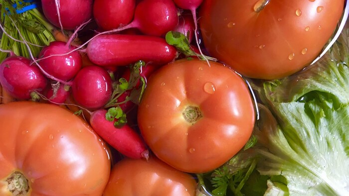 Légumes frais, tomates, laitue, radis.