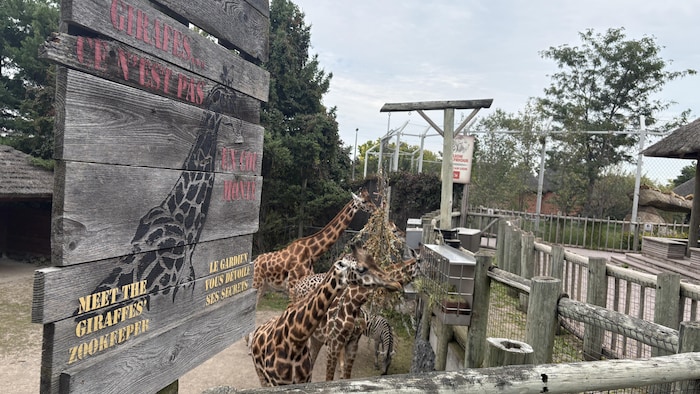 Des girafes près d'une rembarde.