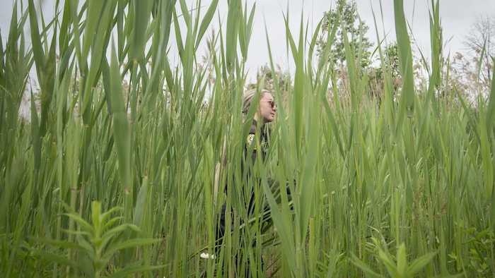 Une policière marche dans de hautes herbes.
