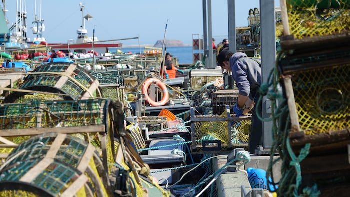 Entre des cages à homard et des outils de pêche, un homme prépare son matériel.