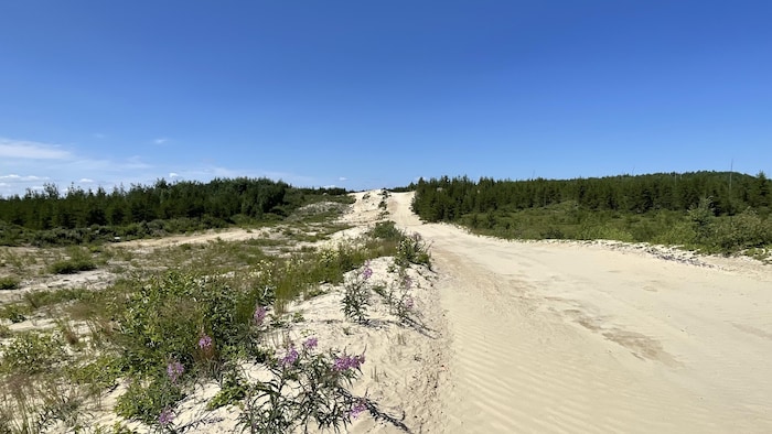 Une route de sable et de la forêt.