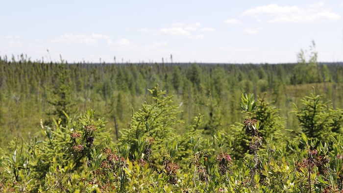 Des arbustes en premier plan et, à l'arrière, une forêt de résineux.