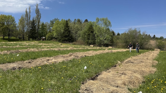 Le champ de plantation des noisetiers du CFP de Mont-Joli.