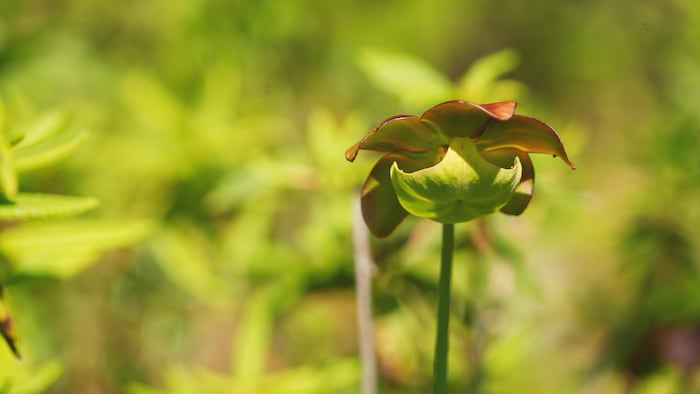 Une plante.