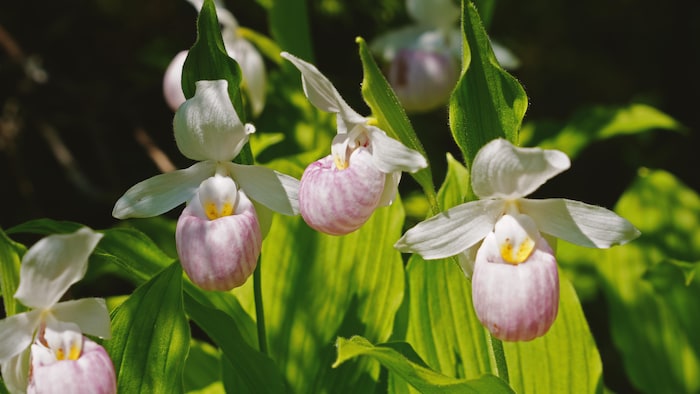 Des orchidées.