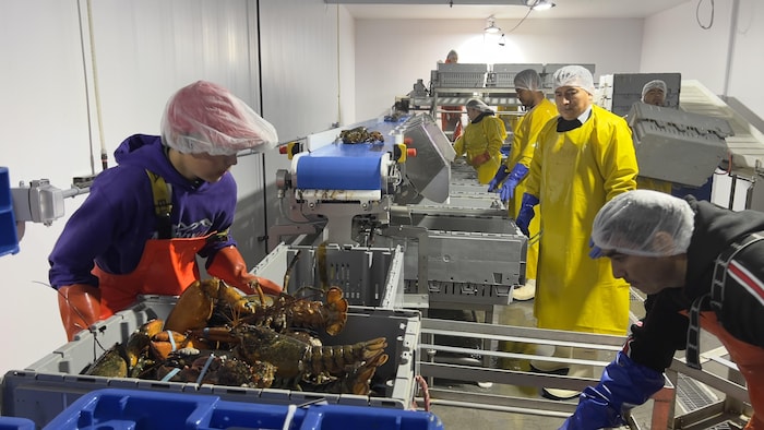 Des travailleurs s'affairent sur une chaîne de transformation du homard.