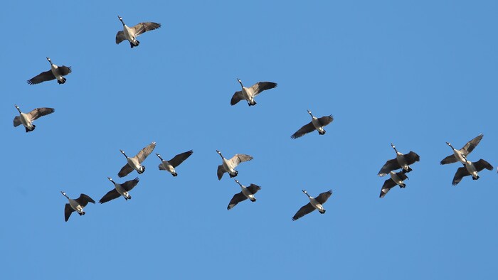 outardes