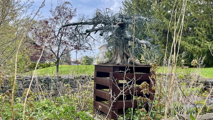 Une œuvre au milieu d'un jardin en friche.