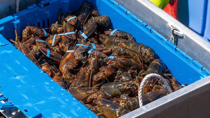 Dans homards dans un bac.