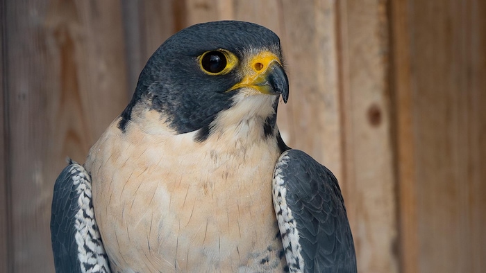 L'oiseau est sur une branche dans son enclos.