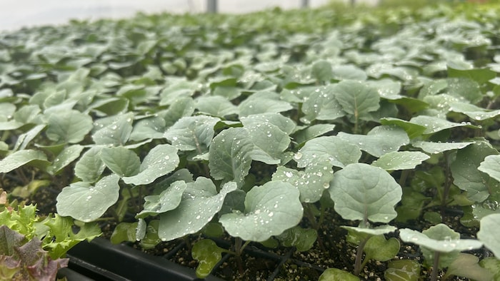 Une photo de pousses de brocoli dans une serre.