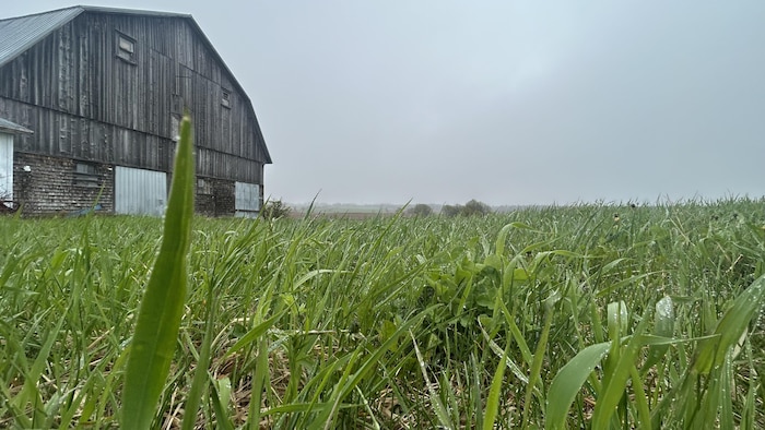 Une photo d'une grange près d'un champ, par une journée nuageuse, froide et humide.