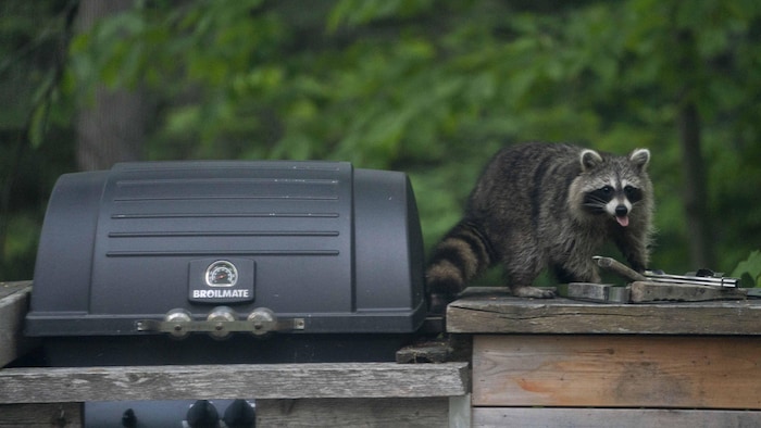 Un raton laveur à côté d'un barbecue.