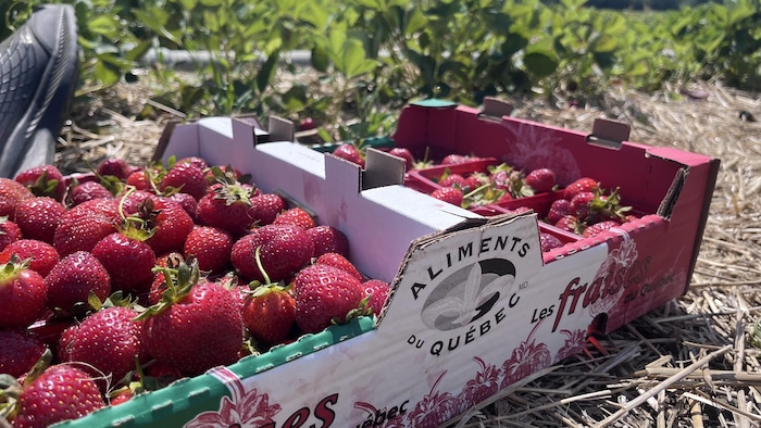 Une boîte de fraises pleine.