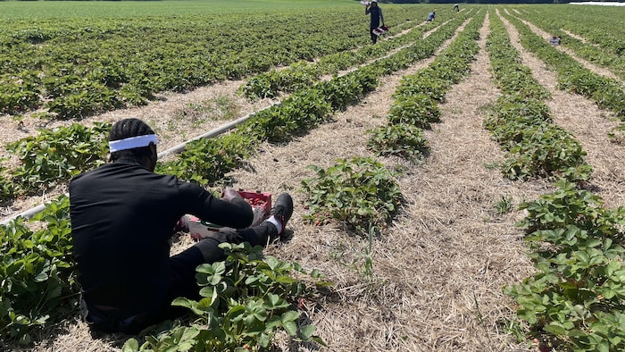 Un employé assis dans un champ de la ferme Wera.
