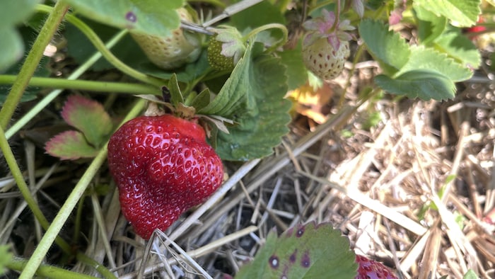 Une fraise prête à être récoltée.