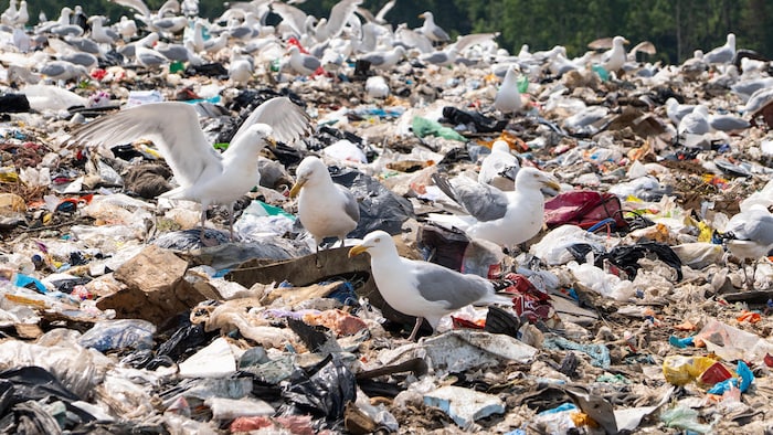 Des oiseaux mangent dans les ordures. 