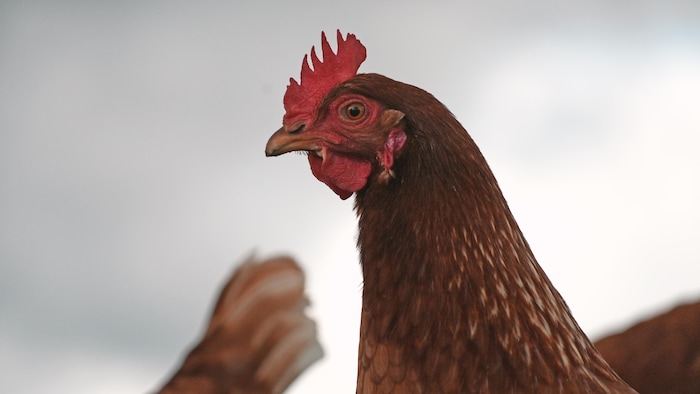 La tête d'un coq au centre de la photo.