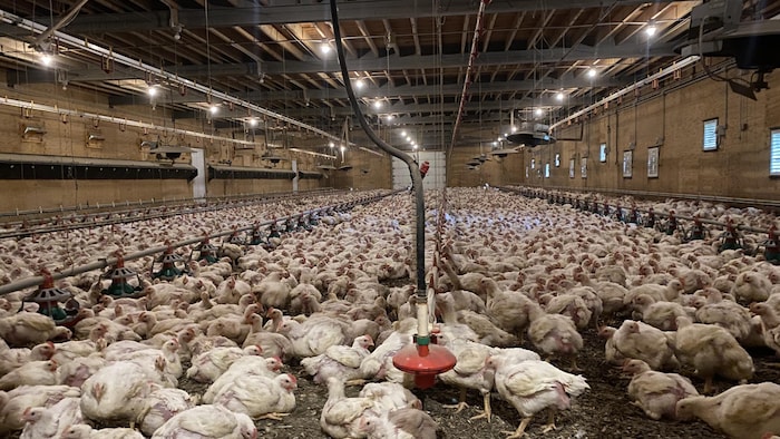 Des milliers de volailles entassées dans un bâtiment agricole