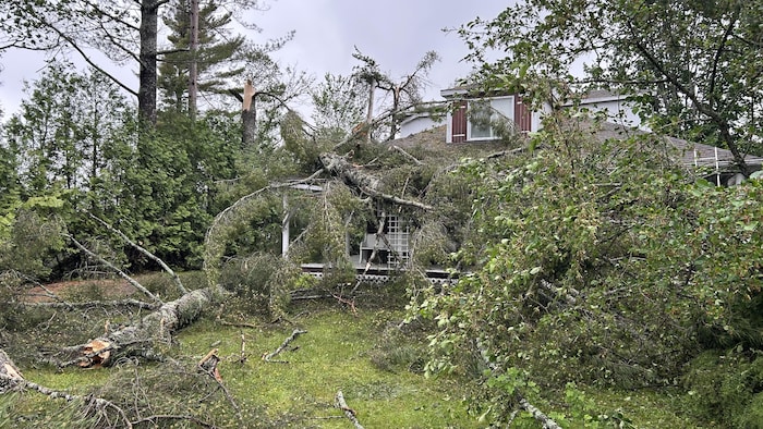 Des arbres ayant été emportés par le vent jonchent le terrain d'une résidence.