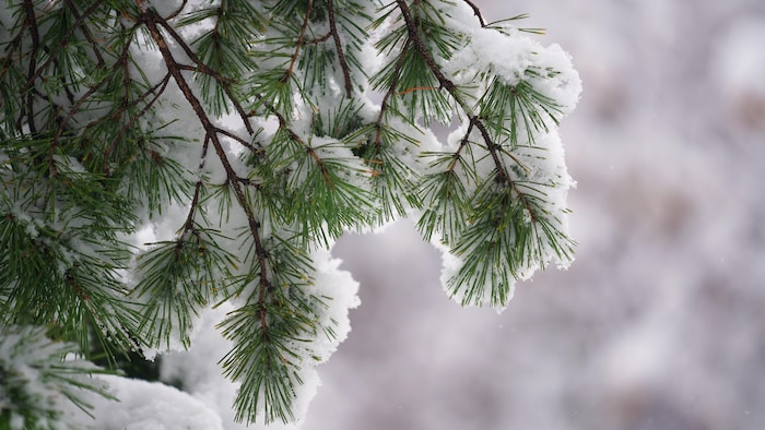 Une branche de sapin recouverte de neige à Regina, en Saskatchewan, le 7 novembre 2023.