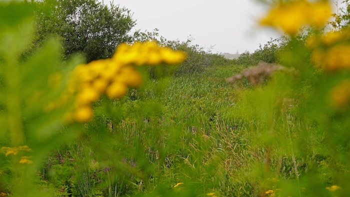 Une photo floue de plantes que l'on peut retrouver dans la réserve.