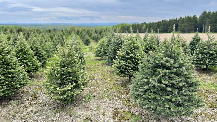 Des sapins en rangées dans un champ.