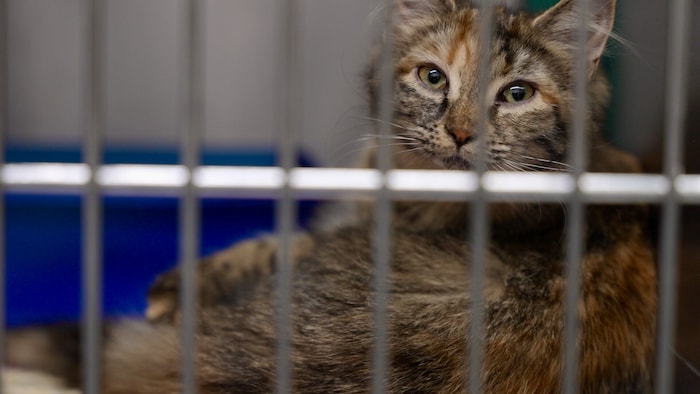 Un chat derrière des barreaux.