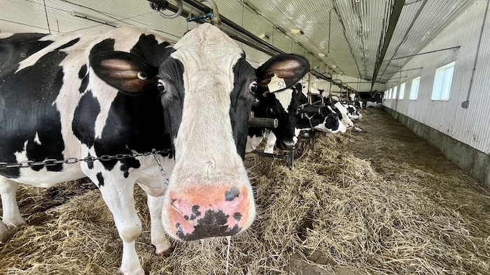 Des vaches de la ferme Guyloise, dans leur étable.
