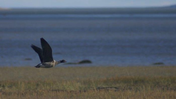 Une bernache cravant en plein vol le long d'un rivage sur la Côte-Nord. 