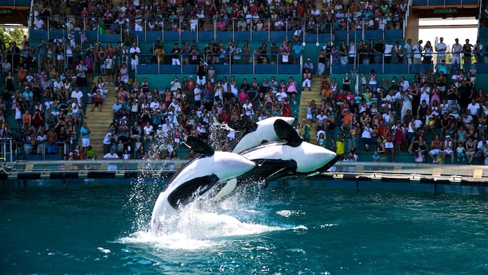Des orques lors d’un spectacle au parc Marineland.